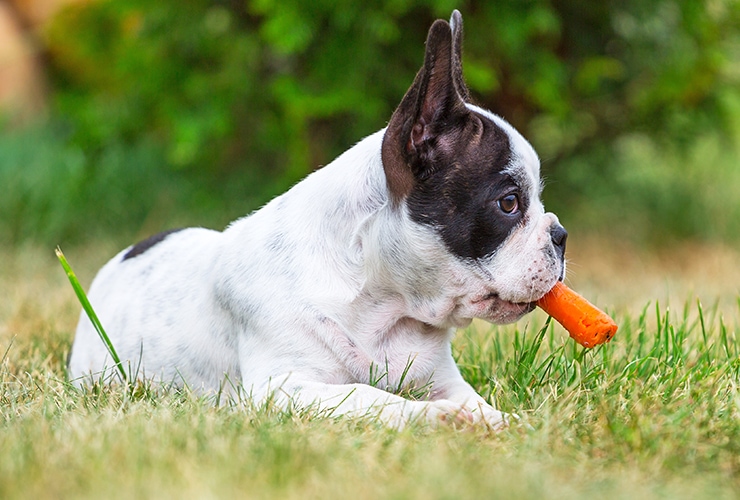 10 Healthy Dog Treat Options Top 10 Home Remedies