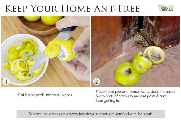 utiliser des zestes de citron pour se débarrasser des fourmis