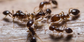 Home remedies for Fire ant sting