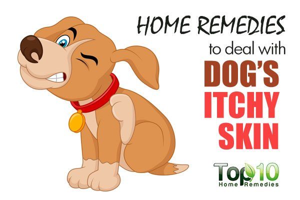 home remedies for dog's itchy skin