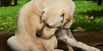 Home remedies to Deal with Itchy Skin in Dogs