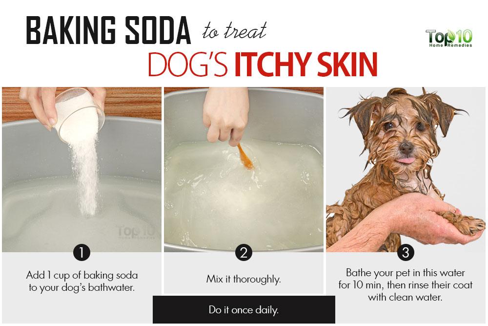 Home Remedies to Deal with Your Dog’s Itchy Skin Page 2