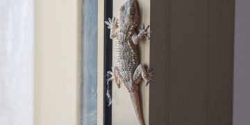 How to get rid of lizards