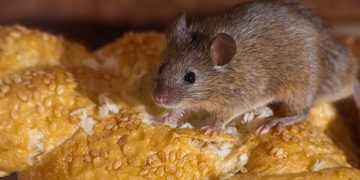 How to Get Rid of Mice