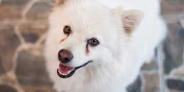 How to remove your Dog's Tear Stains