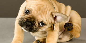 How to treat and prevent tick bites on dogs