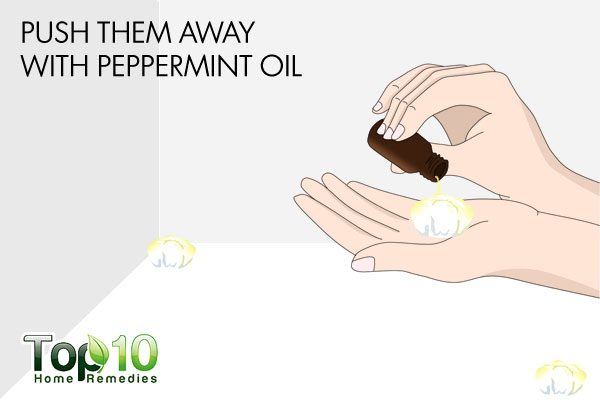 use peppermint oil to drive away mice