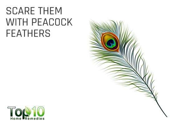 keep lizards away with peacock feathers