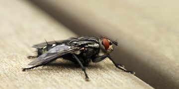 How to Get Rid of Flies in Your House (Houseflies)