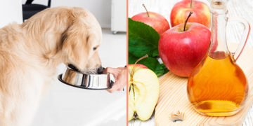 10 uses of apple cider vinegar for dogs