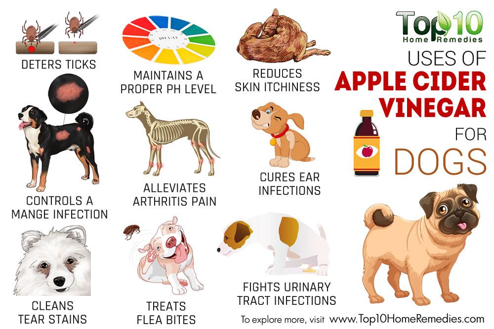 dog ear mites home remedy apple cider vinegar