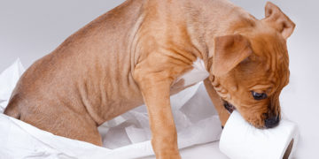 Home remedies for bladder infection in dogs