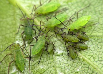 How to Get Rid of Aphids