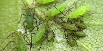 How to Get Rid of Aphids