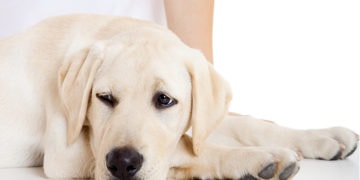 How to Help Your Dog Overcome Stress