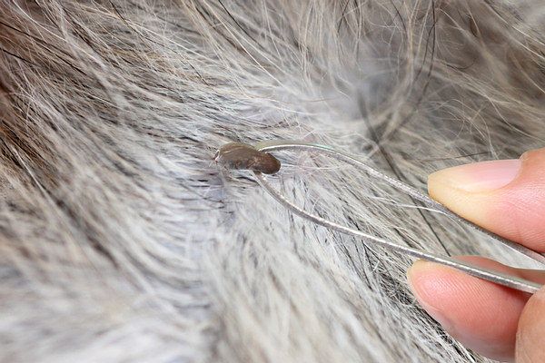remove ticks and fleas from your dog