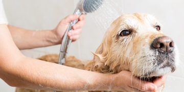 How to take care of your Dog's Skin and Coat