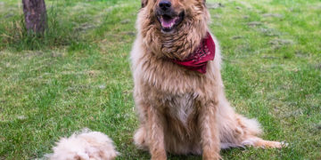 10 signs that your dog may be stressed