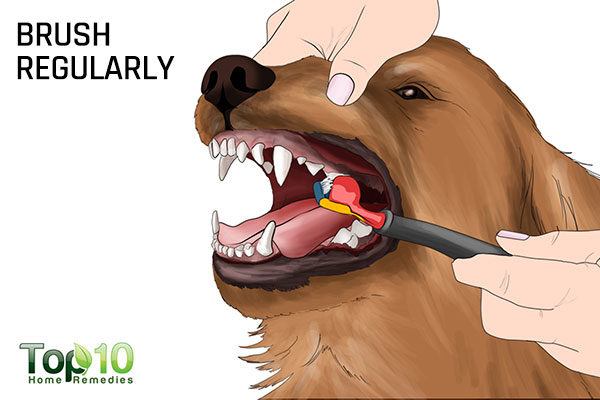 brush your dog's teeth