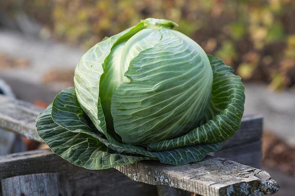 cabbage low in calories