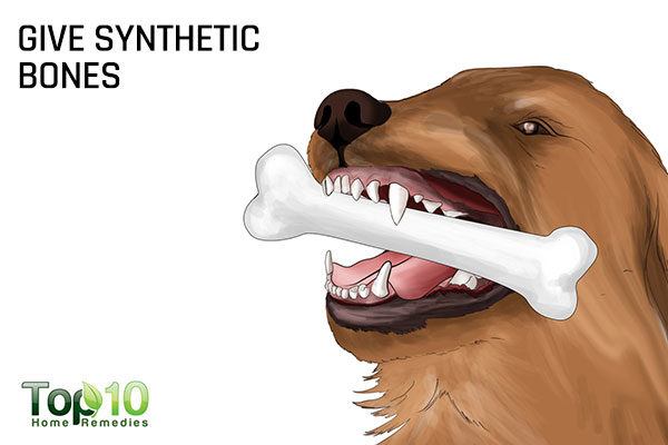 give synthetic bones to maintain dog's healthy teeth