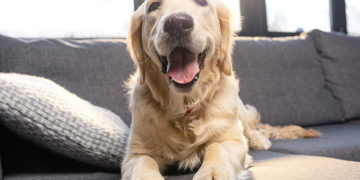 How to Help an Arthritic Dog