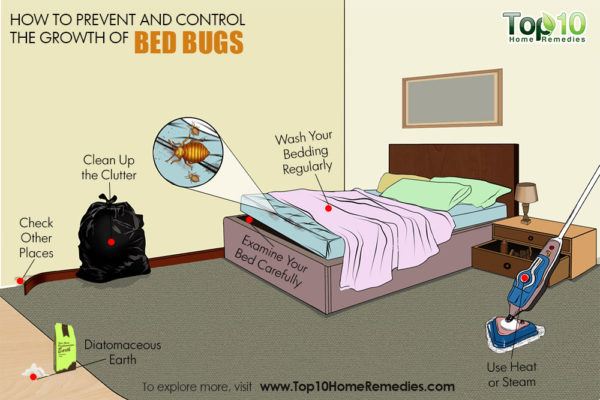prevent and control bed bugs