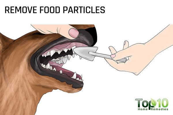 remove food particles from your dog's teeth