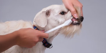 Useful tips for taking care of your dog's teeth