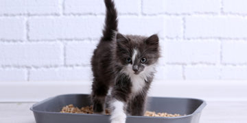 How to treat Cystitis in cats