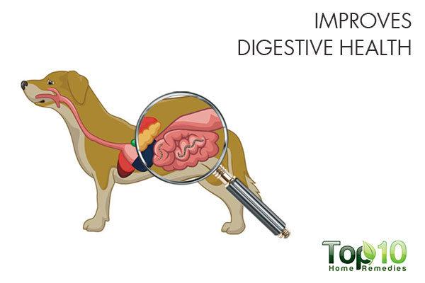 taking dog to daily walk improves digestive health