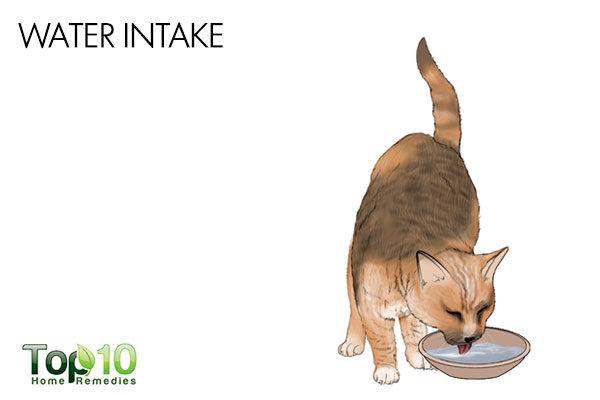 increase water intake of your cat