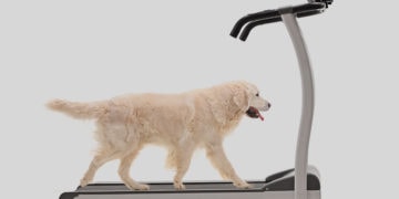 10 exercises that will extend your dog's life