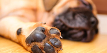 10 Useful tips for taking care of your dog's paw