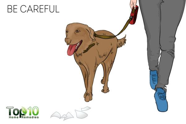 Keep a lookout for sharp objects to take care of your dog's paws