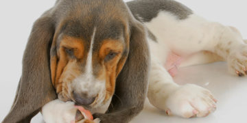 Home remedies to prevent or stop your dog from licking their paws