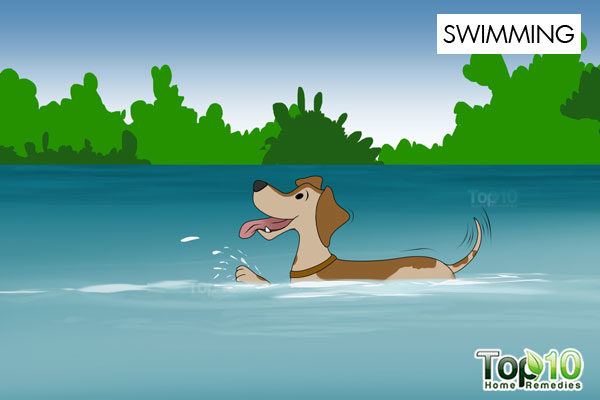 dog activity swimming