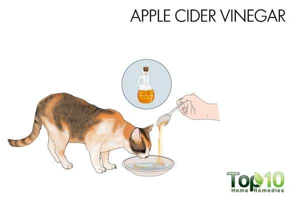 Apple cider vinegar for urinary tract infection in cats