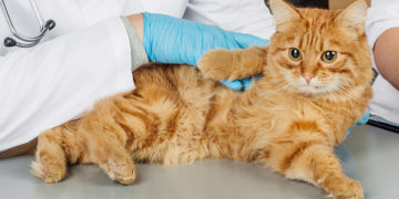 How to Treat and Prevent Urinary Tract Infections in Cats