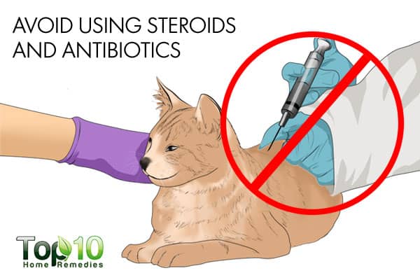 avoid steroids and antibiotics to build cat's immunity