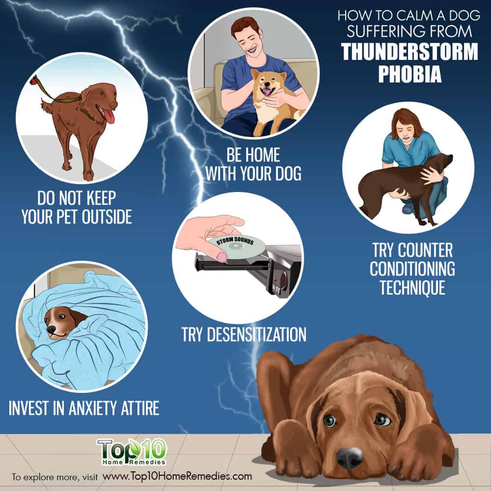 how to calm a nervous dog during a storm