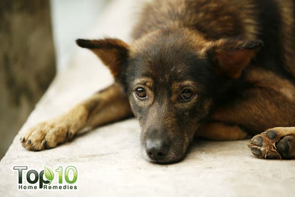 calm a dog suffering from thunderstorm phobia