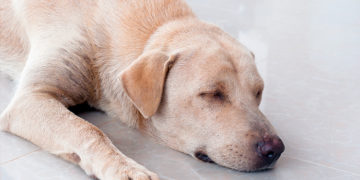Home remedies for Tapeworms in Dogs