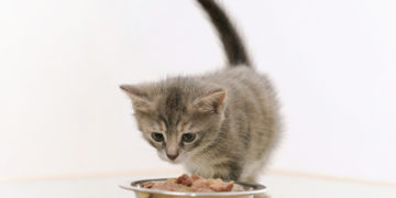 How bto build Your Cat's Immunity