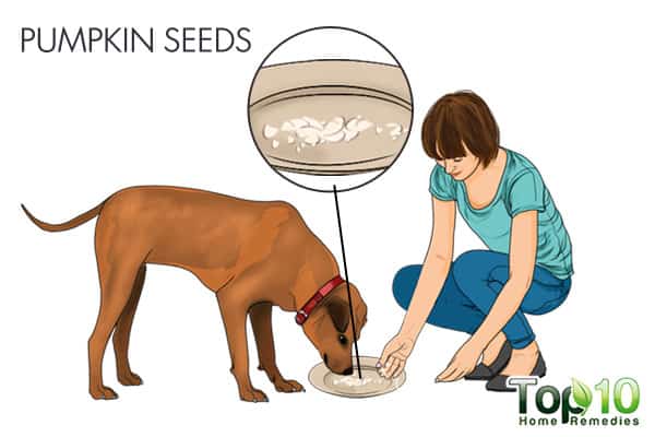 pumpkin seeds for tapeworms in dogs