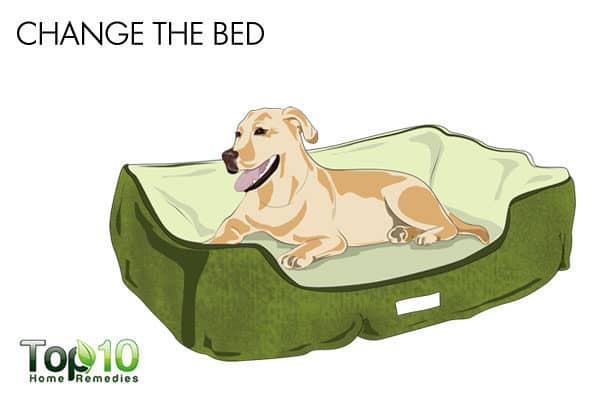 change the bed for old dog