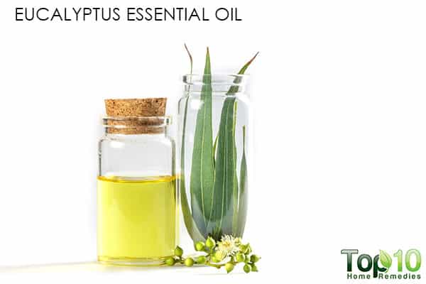 euclyptus oil treats migraine