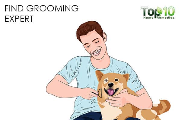 grooming how to deal with matted hair on your cat and dog