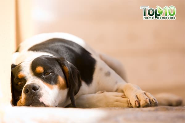 senior dog health problems