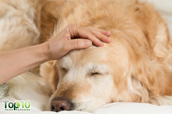 signs and symptoms of seasonal allergies in dogs